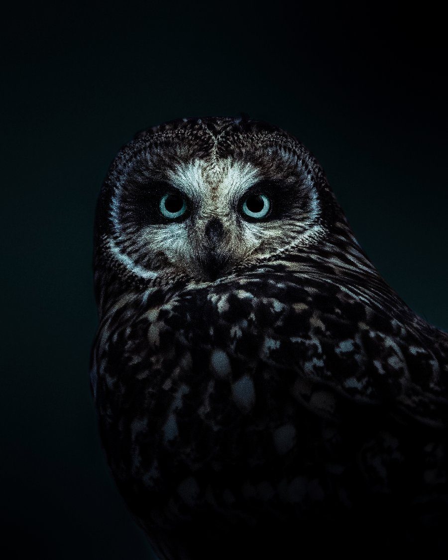Le regard d'Aténa